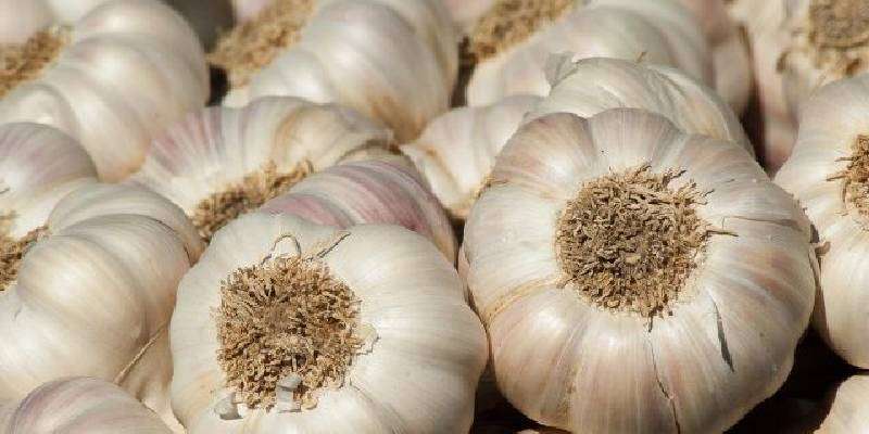 crop of garlic