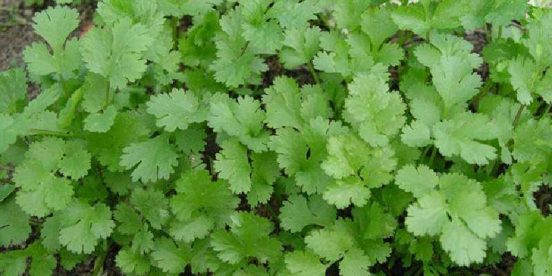 coriander leaves