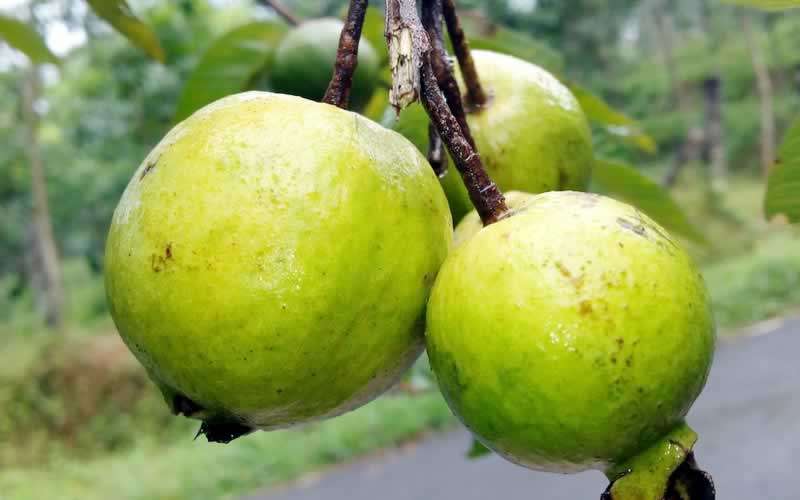 Learn Amazing Benefits of Guava and Its Leaves