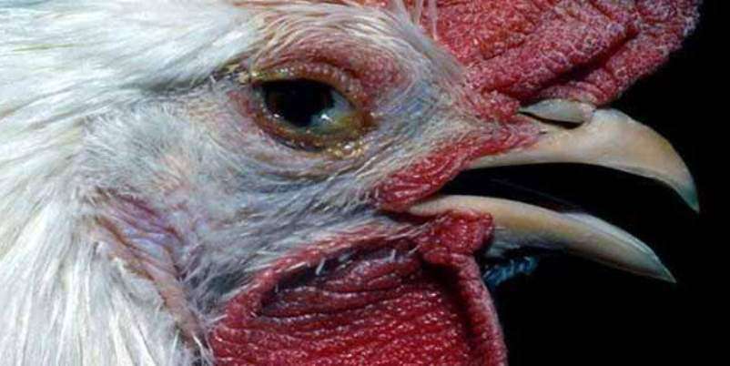 Disease in Chicken, being cautious is the only cure CRD