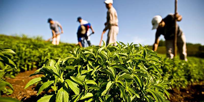 farming of stevia