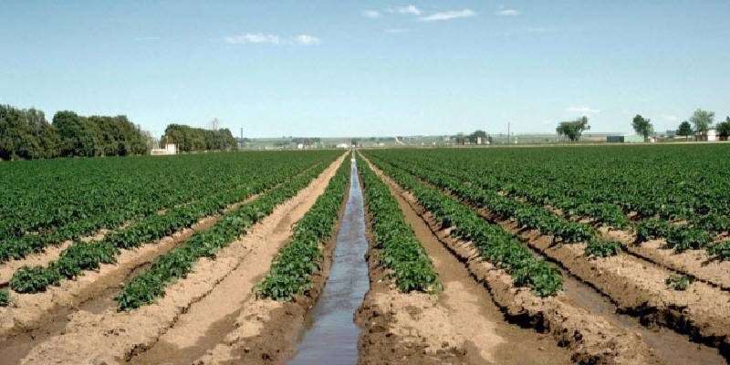 potato crop
