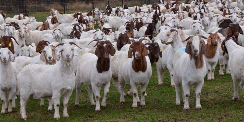 Information about preparing balanced dosage for goats at home