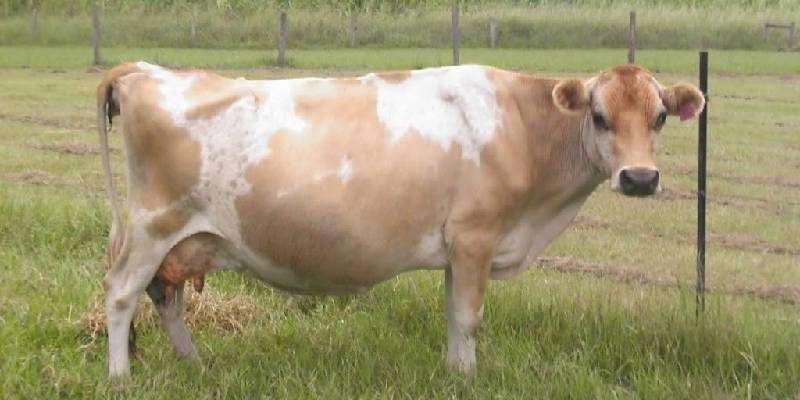 pregnant cattle