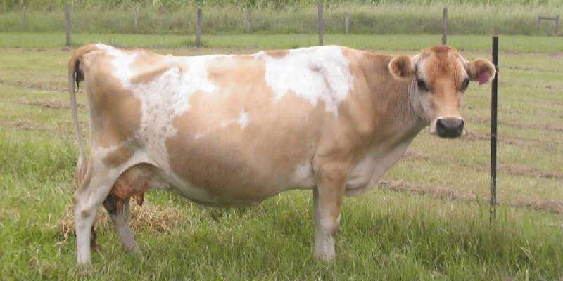 pregnant cattle