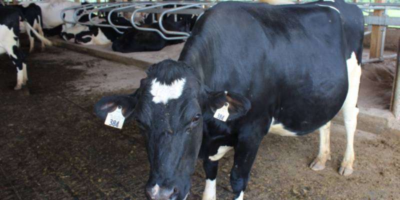 Important information about taking care of the pregnant cattle