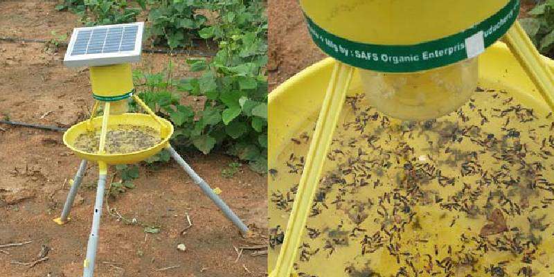 ਲਾਈਟ ਟ੍ਰੈਪ