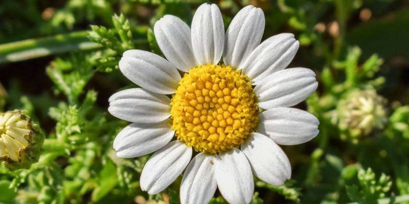 benefits of Chamomile Flowers