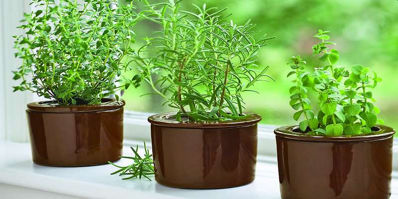 you can grow your favorite herb like coriander, fenugreek in pots