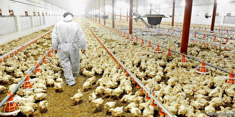 benefits of poultry farming ,which can divert your mind towards it