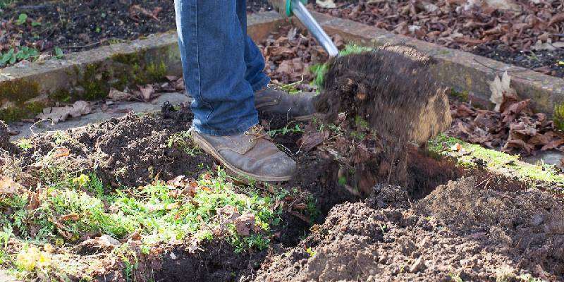 Important information about the green manure's benefits and its cultivation