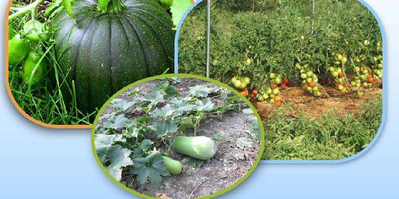 Insect-pest management