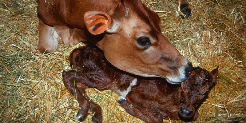 precaution for animal