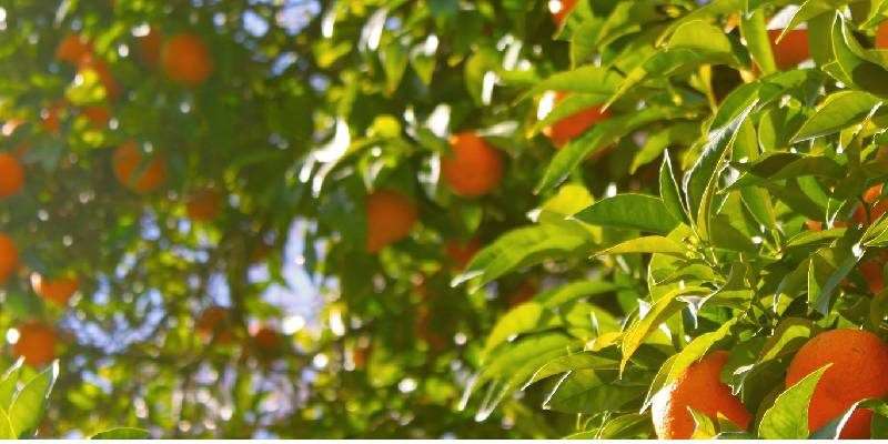 precaution while buying fruit plants