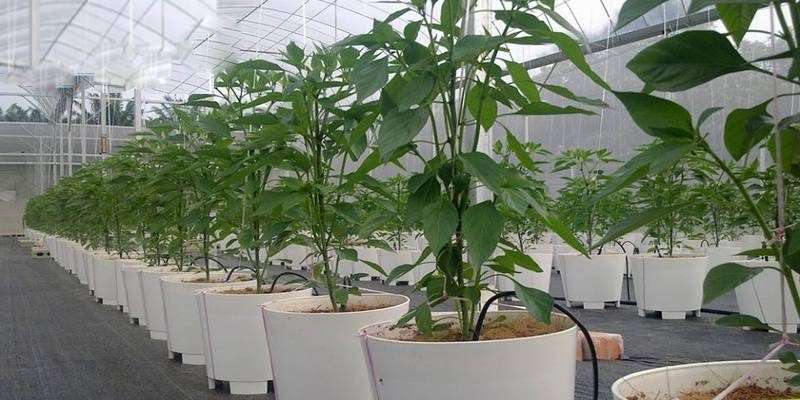 fertigation in plants