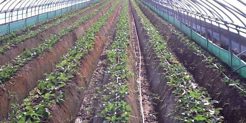 organic farming