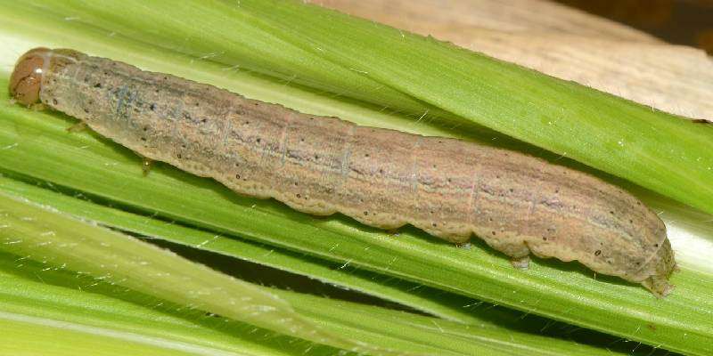 Get know about Rice-ear-cutting-caterpillar and its control