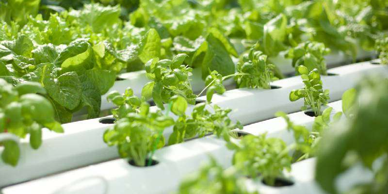 Hydroponic technology