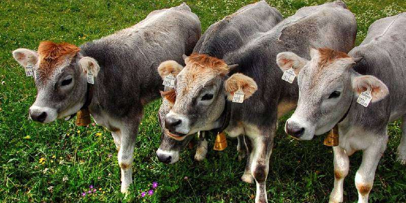 after birth of calve