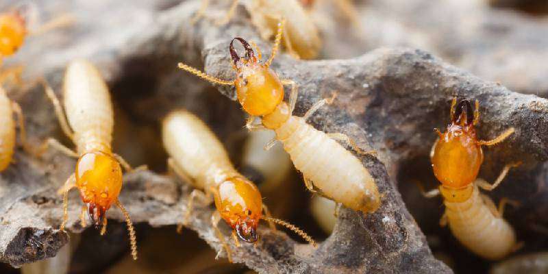 Must Read About This Organic Measures For Termite Control