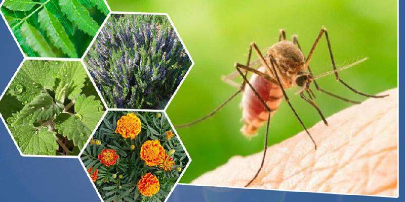 plants for mosquito