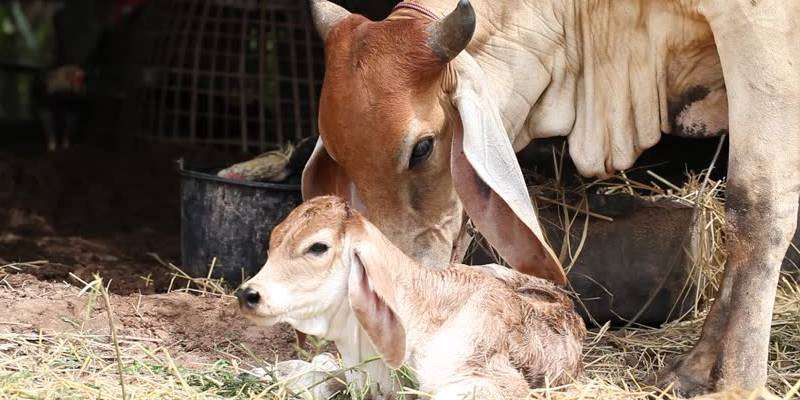 pregnant cattle