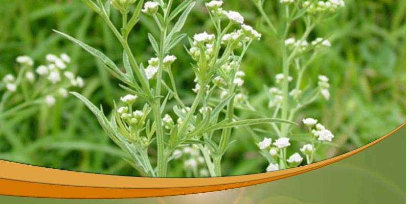 prevention of Congress Grass