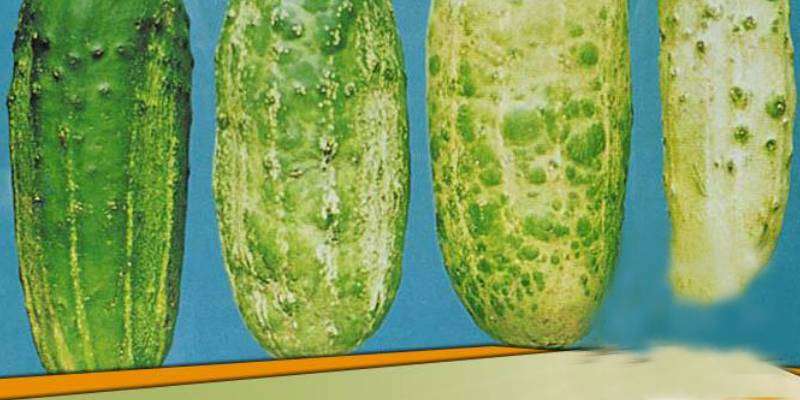 cause and prevention of mosaic disease