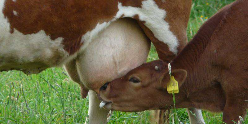 Try this process of milking and then stop milking the milch animals.