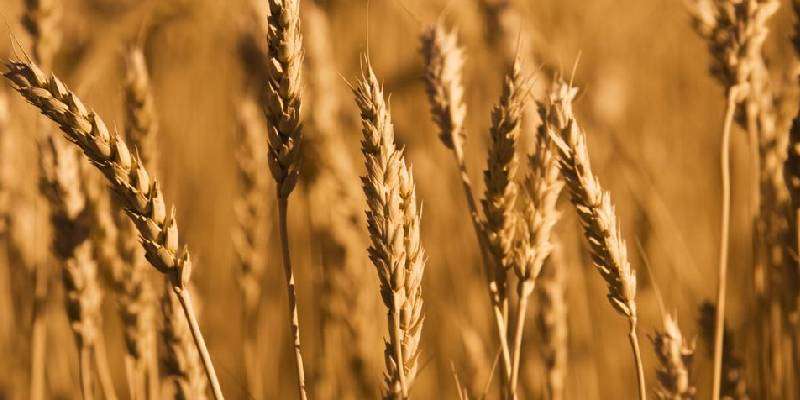 precaution for wheat crop