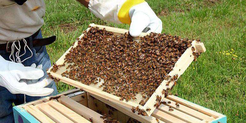 management of honey bees in spring season