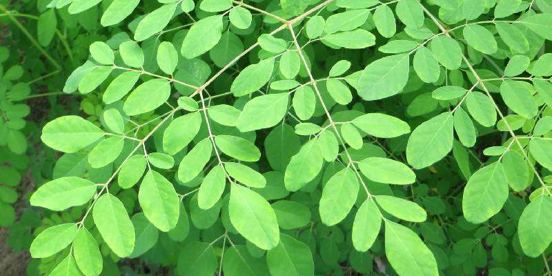 Moringa