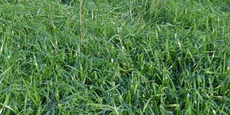 benefit of makkhan grass hay Archives - Apnikheti Blog