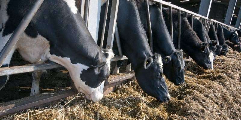 cattle care