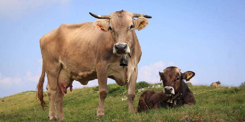 decoction preparation