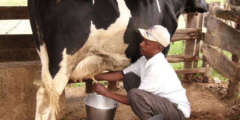 thses-are-the-steps-to-increase-fat-in-cows-buffaloes-milk