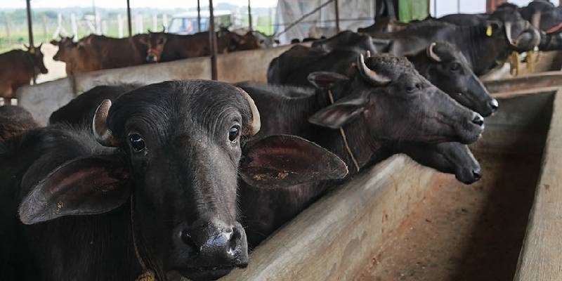 cow buffalo