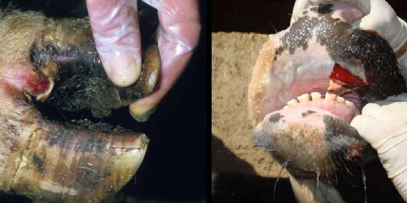 animals disease