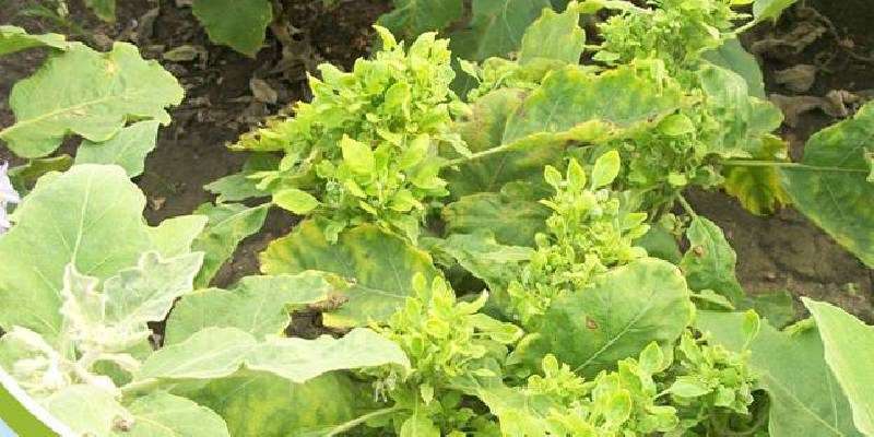 leaf disease