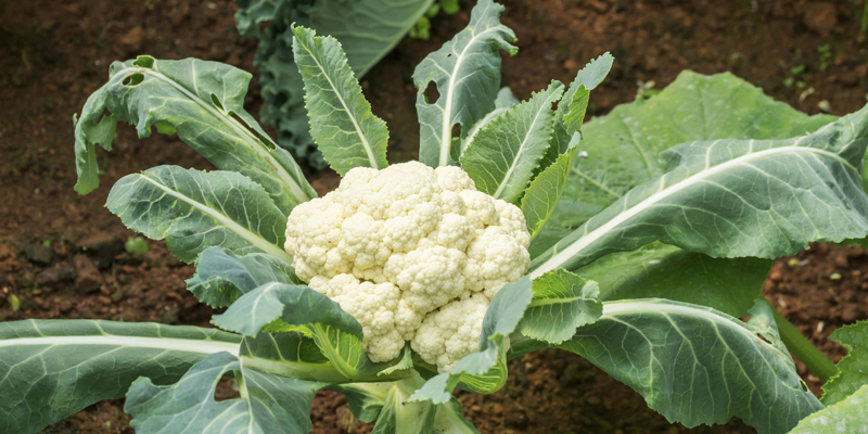 cauliflower-pb