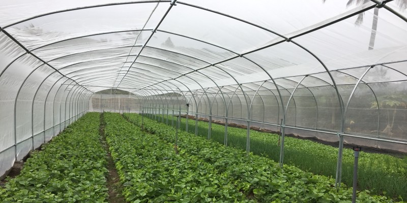 Vegetables in Net Houses