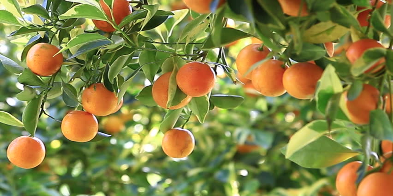 फलदार पौधे