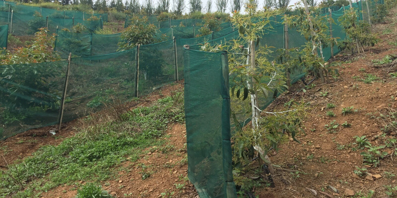 ਫਲਦਾਰ ਬੂਟੇ