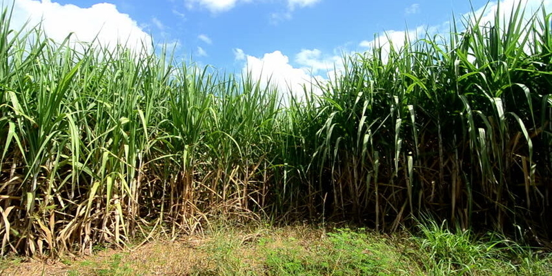 गन्ने-की-पनीरी