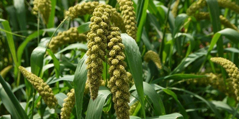 मूल-अनाज