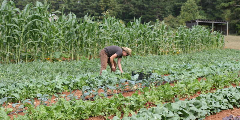 सब्जियां