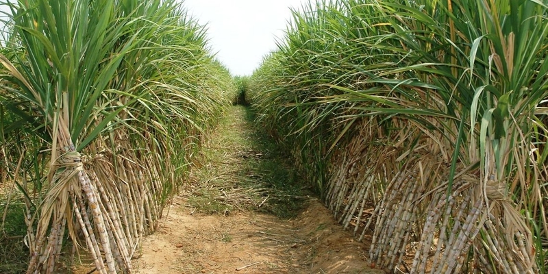 ਗੰਨੇ-ਦੀ-ਪਨੀਰੀ