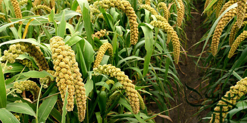 ਮੂਲ-ਅਨਾਜ