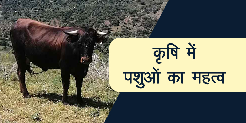 animals importantance_hd