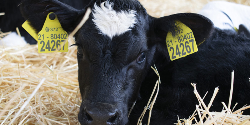 animal-identification1